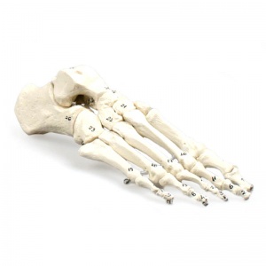 Numbered Foot Skeleton Model